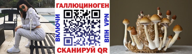 Псилоцибиновые грибы Psilocybe  Купить закладки  Чекалин 